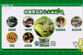 揭秘我国常见的十大毒蛇！这几个省份是剧毒蛇聚集地|职场健康课