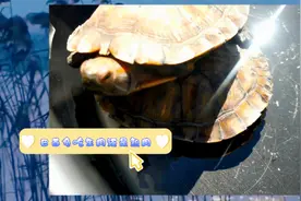 巴西龟吃生肉还是熟肉，要根据巴西龟的生长特点来喂食