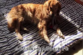粉丝护犊子，金毛唱嗨歌，说出铲屎官们的心声