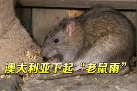 澳大利亚多地遭遇历史性鼠患，还下起“老鼠雨”，政府却无能为力