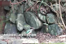 江西发现鸟中美女仙八色鸫 系国家二级保护动物，全球不到1万只视频封面