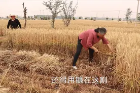 河南周口开始收麦了，大热天农民为啥不用机器用镰刀，听村民咋说