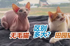 现场对比 没有毛的猫和田园猫区别到底多大？