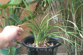 这样经常给兰花喂这种水，小苗弱苗也能快速长成大苗视频封面