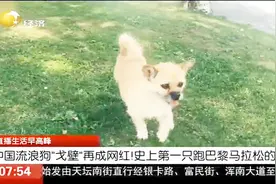 流浪狗“戈壁”成第一只跑巴黎马拉松的狗，背后故事让人感动视频封面