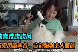 狗狗喜欢吹吹风，每当听见风筒的声音，就会立刻跑到主人面前视频封面