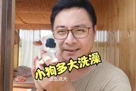 很多养狗朋友问小狗多大能够洗澡，今天答案来了
