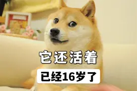 神烦狗，表情包鼻祖，已经16岁了视频封面