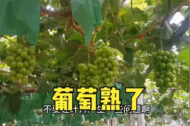 八月份葡萄即将采收，那成熟之前都有哪些注意事项？视频封面