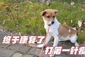 菜市场救的流浪狗，腿被人打断了，终于康复了，给它打第一针疫苗视频封面