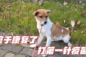 菜市场救的流浪狗，腿被人打断了，终于康复了，给它打第一针疫苗视频封面