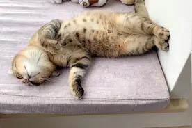 猫咪发情后变得话痨，寸步不离的跟着女主人叫妈妈，主人一脸无奈视频封面