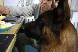 德牧想吃苹果，反复给主人暗示，网友：快给它吃，给它吃