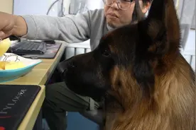 德牧想吃苹果，反复给主人暗示，网友：快给它吃，给它吃