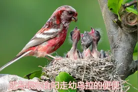 大鸟挨个喂食幼鸟，喂完后吃掉幼鸟的便便，看看怎么回事视频封面