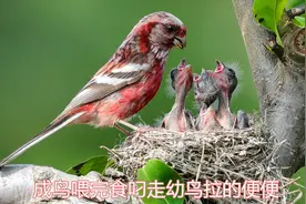 大鸟挨个喂食幼鸟，喂完后吃掉幼鸟的便便，看看怎么回事