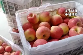 嘎啦苹果大量上市，烟台栖霞莱州等地的行情如何？