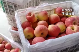 嘎啦苹果大量上市，烟台栖霞莱州等地的行情如何？