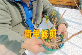 简单的绣球修剪案例，只把枯掉的老枝剪掉就OK视频封面