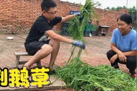 东北农村大鹅为啥冬天肥又香？原来是吃了这种草！你那里有吗？视频封面