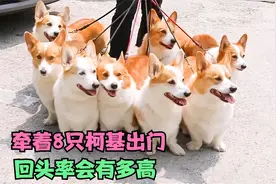 牵着8只柯基出门，回头率有多高