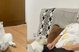 区别对待！猫咪“护主”也挑对象，主人：我怕要离家出走了视频封面