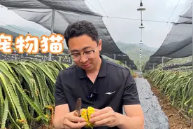 满身是刺的水果你见过吗？不仅长的奇特，价格还不菲，一个50元视频封面