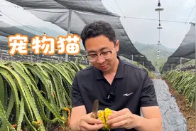 满身是刺的水果你见过吗？不仅长的奇特，价格还不菲，一个50元视频封面