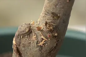 有很多花友说，海棠花不好养，我这棵却没有栽种都冒新芽了视频封面