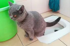 教猫咪上厕所大小便，其实很简单，我家蓝猫学会了，不再使用猫砂视频封面