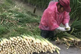 茭白的一生｜现代农业种植和收获菰[gū]笋视频封面