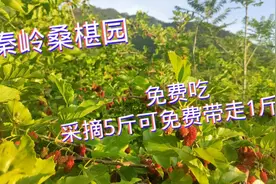 老中医在秦岭脚下种了10亩桑葚，用来入药和泡酒，带孩子们去采摘视频封面