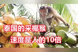 泰国的猴子爬树摘椰子，一天能摘1000个椰子，速度是人工的10倍视频封面