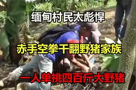 一人干翻四百斤野猪，缅甸村民太彪悍赤手空拳战野猪，打野猪啦！视频封面