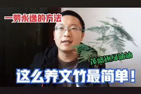 文竹怎么养茂盛绿油油？小伙教你简单水培来搞定，方法简单不繁琐视频封面