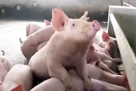 中国15年经历4轮“猪周期”，肉价看似任性实则有规律视频封面