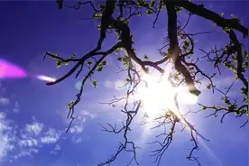舒压缓和音乐：耀眼的阳光透过蜿蜒的树枝直射到我的眼睛。视频封面