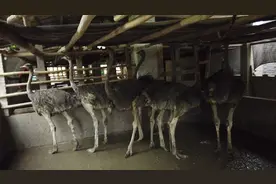 农民养猪失败，投资养殖20只鸵鸟，大家觉得这个会有发展前途吗？视频封面