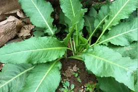 “野菠菜”吃过吗？清脆爽口开胃解腻，快来认识一下吧，真好吃视频封面
