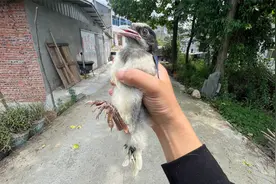 这蓝鹊不容易，兜兜转转成了5手鸟了