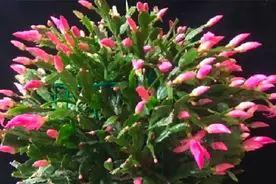 我家的蟹爪兰，使用这个方法长了满满的花苞，真实有效你也试试吧视频封面