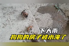 下大雨，狗狗的房子被水淹了，小狗第一次看到下雨好像很开心视频封面
