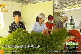 广西钦州西寮村，有一种原生态的藤类茶叶——相思藤茶，专解宿醉视频封面