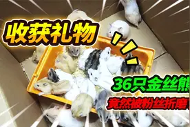 收到粉丝送的神秘礼物，箱子竟然还贴纸条，开箱后送了两笼这家伙视频封面
