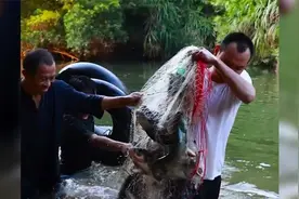 “自动抛网”鱼太重沉底了，费了好大劲打捞上来，看到鱼获都值了视频封面