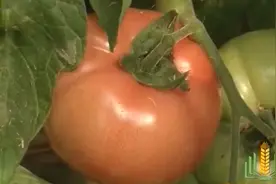 农博：每年4月，是冬春茬番茄开始上市的时间，这茬番茄价格较高视频封面