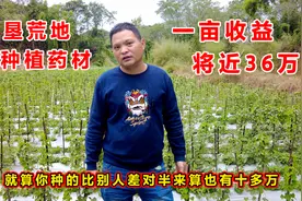 开垦荒地种植药材，一亩收益将近36万，你家的荒地还不利用起来吗视频封面
