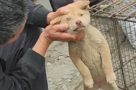 小狗是异色瞳孔猫眼，三位挑狗人只挑选出一个缺点，极品小土狗