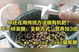 不用发酵、没有臭味！全新“黄豆”有机肥制作，15天可养花种菜视频封面
