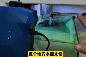 为什么说，如果鱼缸水流过大，可以掩盖观赏鱼的某些疾病表现？视频封面